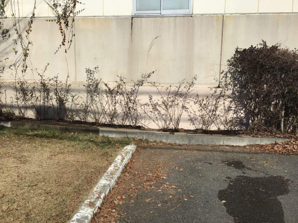 外壁塗装・植栽撤去・植樹工事